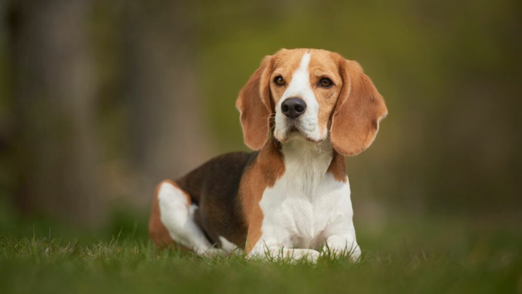 chiens nécessitant beaucoup d'entretien
