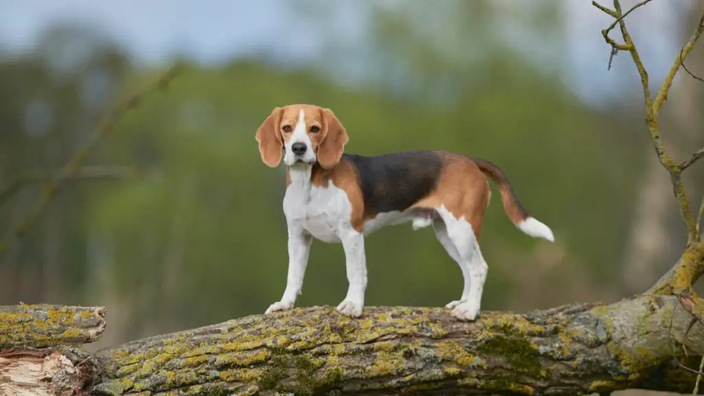 chiens avec le moins d'anxiété de séparation