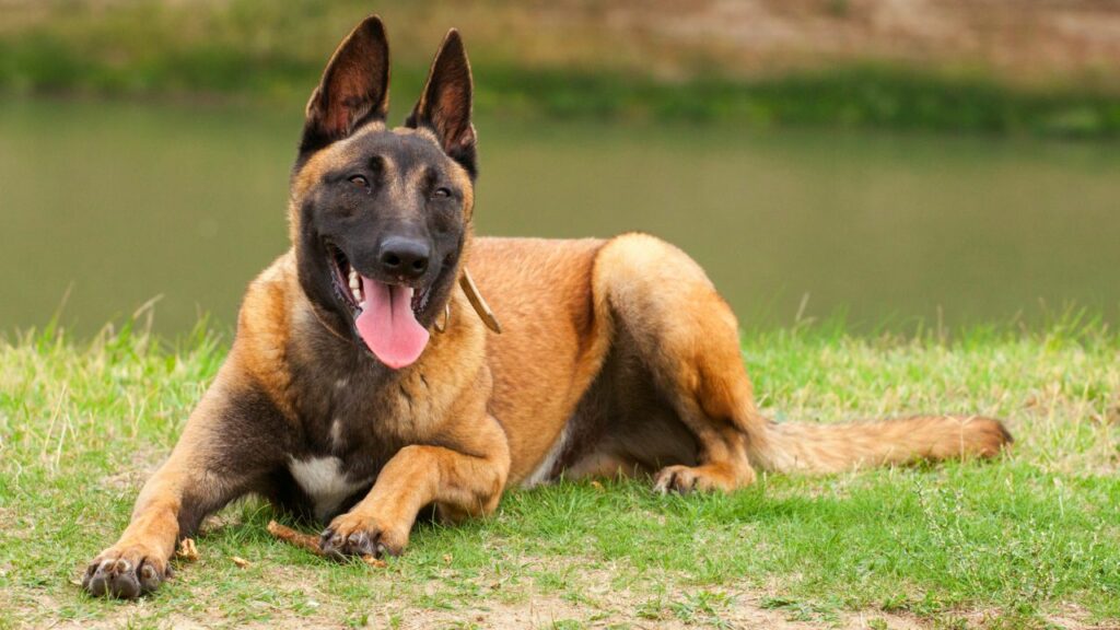 races de chiens nécessitant beaucoup d'entretien
