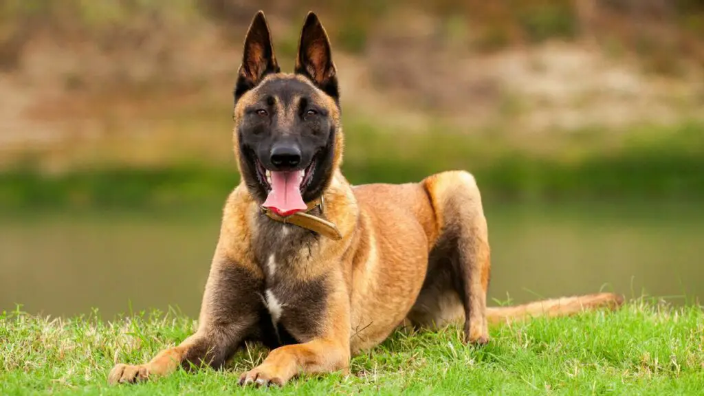 chiens ayant le moins de problèmes de santé