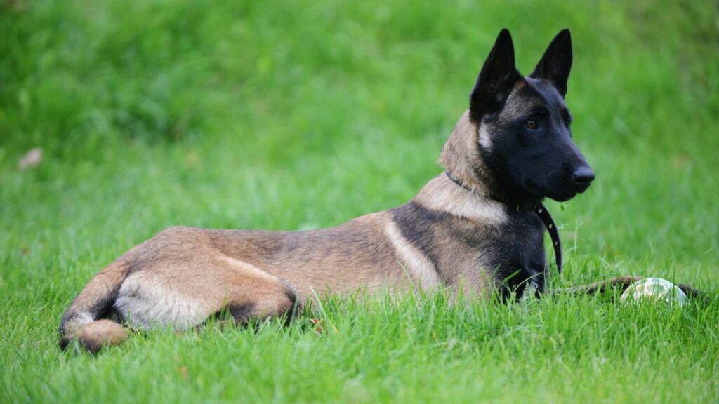 races de chiens de taille moyenne semblables au bullmastiff
