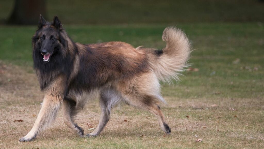 races de chiens les plus câlins
