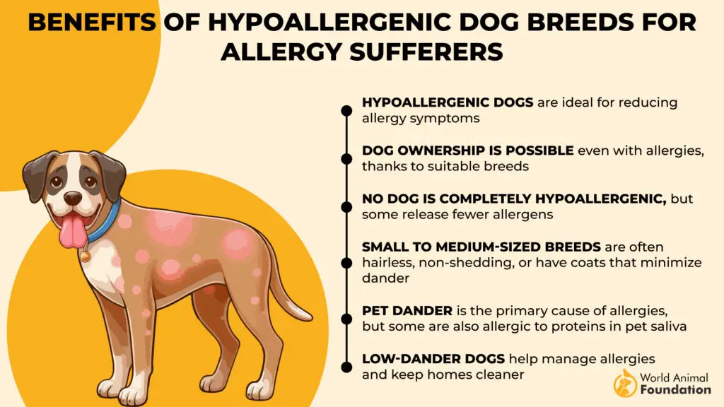 Avantages des races de chiens hypoallergéniques