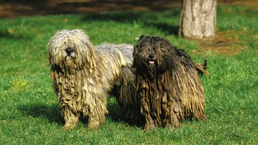 les chiens les plus détendus
