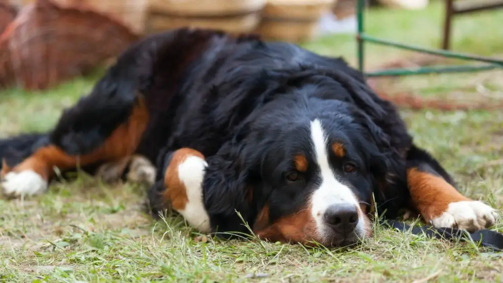 quelle race de chien dort le plus