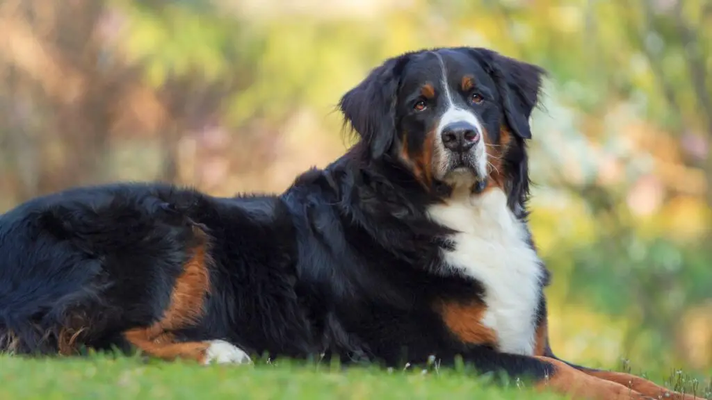 les chiens peuvent-ils survivre au cancer
