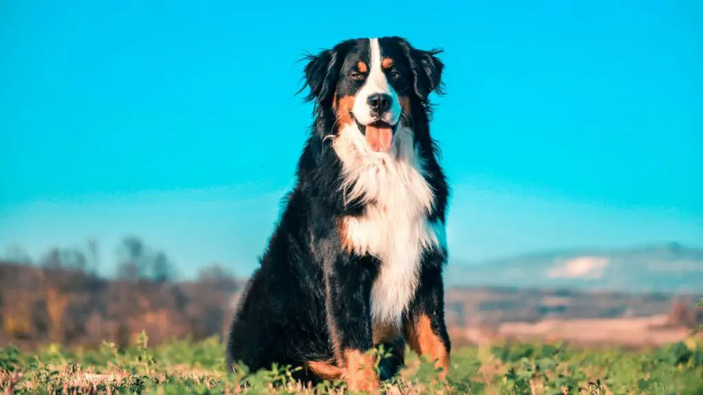 races de chiens nerveux