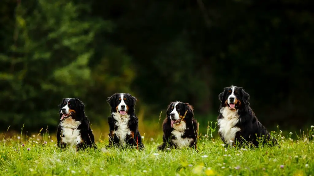 races de chiens tranquilles et paresseux
