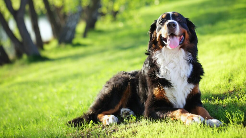 meilleurs chiens pour les câlins
