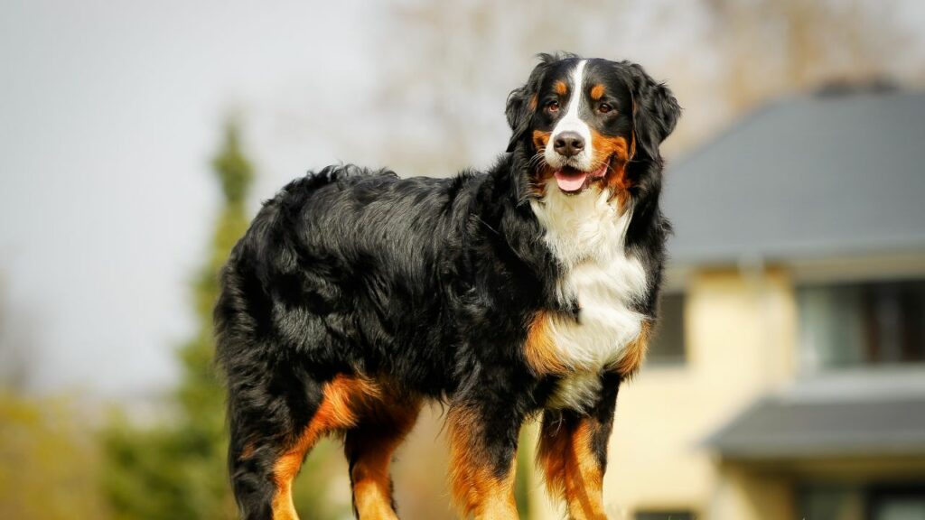 quelle est la race de chien la plus affectueuse
