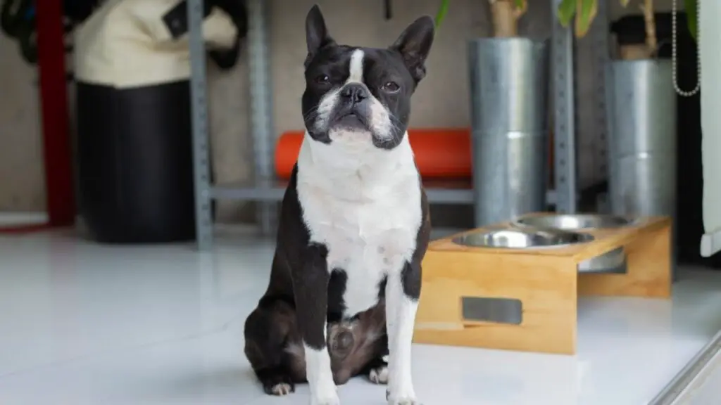 races de chiens d'intérieur
