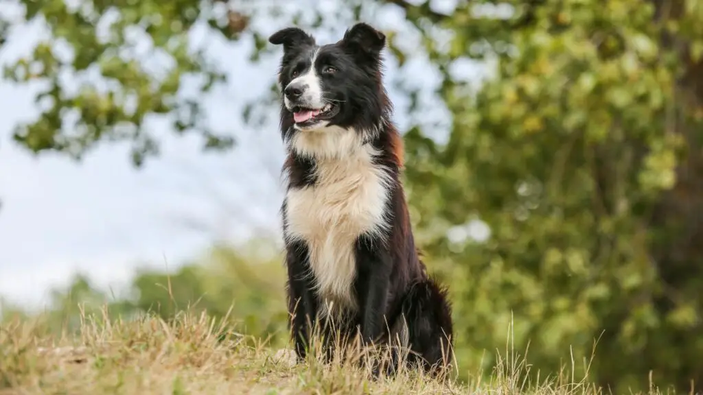 les border collies perdent-ils beaucoup