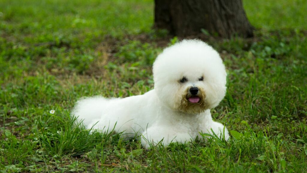 grandes races de chiens qui restent jeunes de cœur