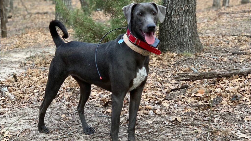 meilleur chien pour la chasse au cerf
