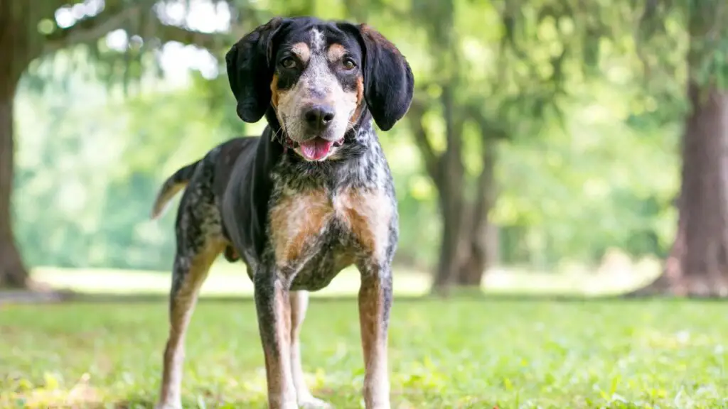 chiens américains
