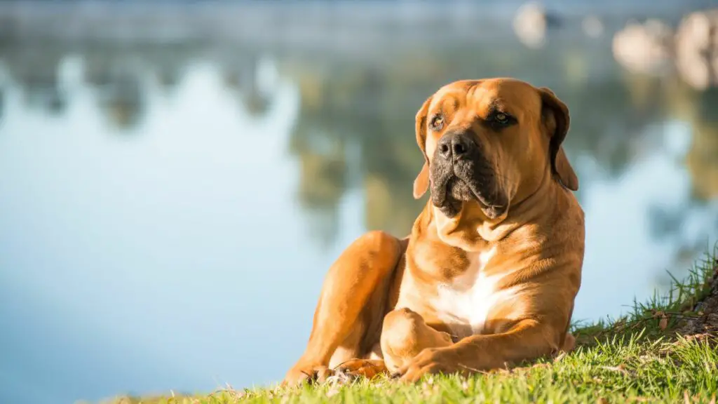 quelle est la race de chien la plus décontractée
