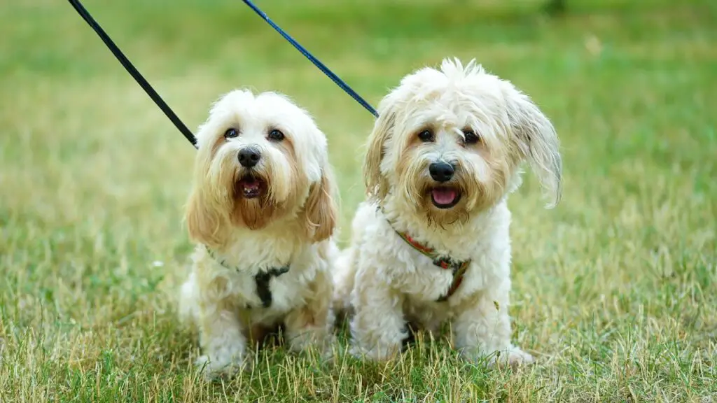 Races de chiens qui nécessitent le moins d'exercice