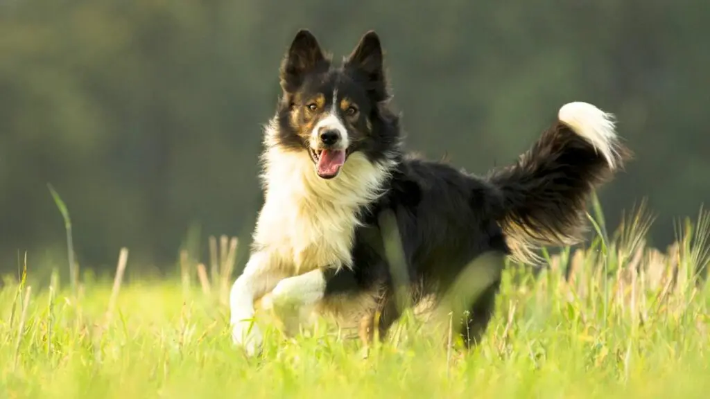 Avantages et inconvénients d'un Border Collie