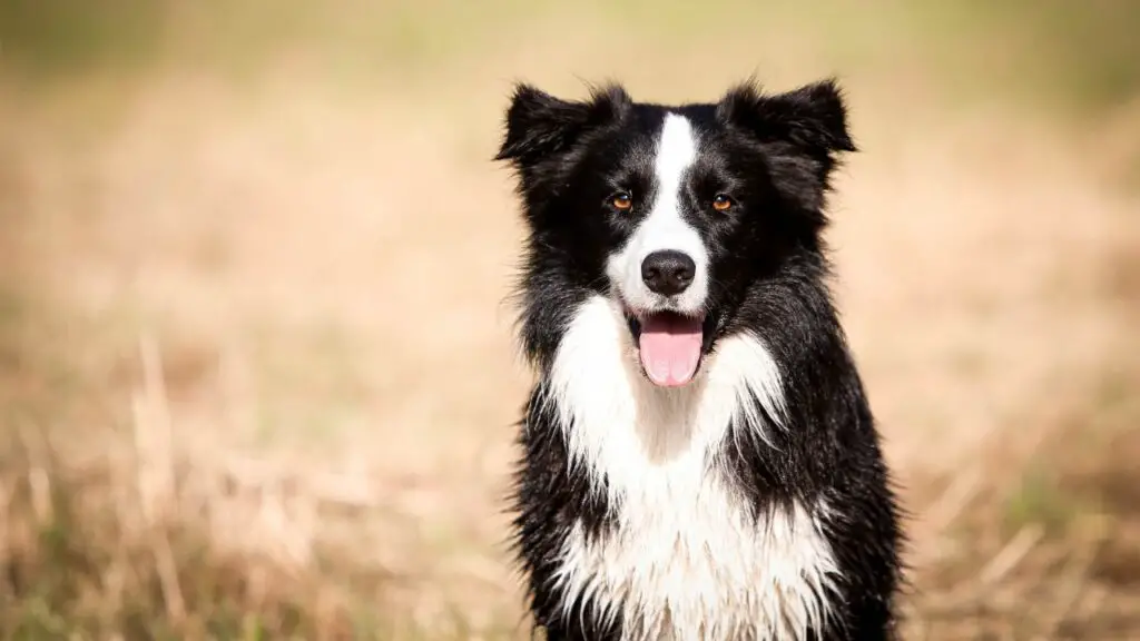 races de chiens les plus collantes
