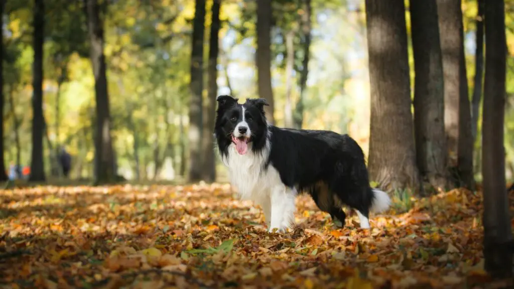 pourquoi tu devrais avoir un border collie
