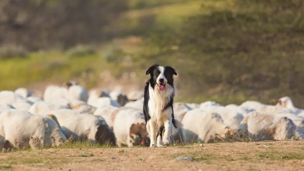 race de chien de berger