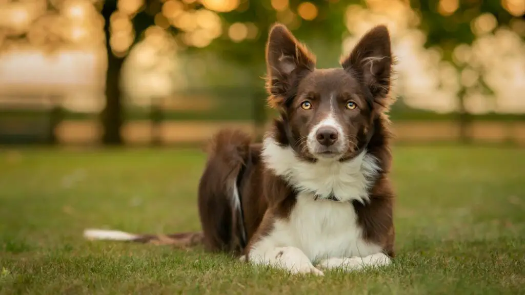 chiens attrayants