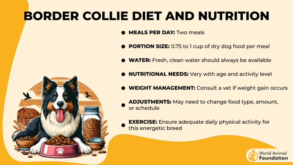 Régime et nutrition du Border Collie