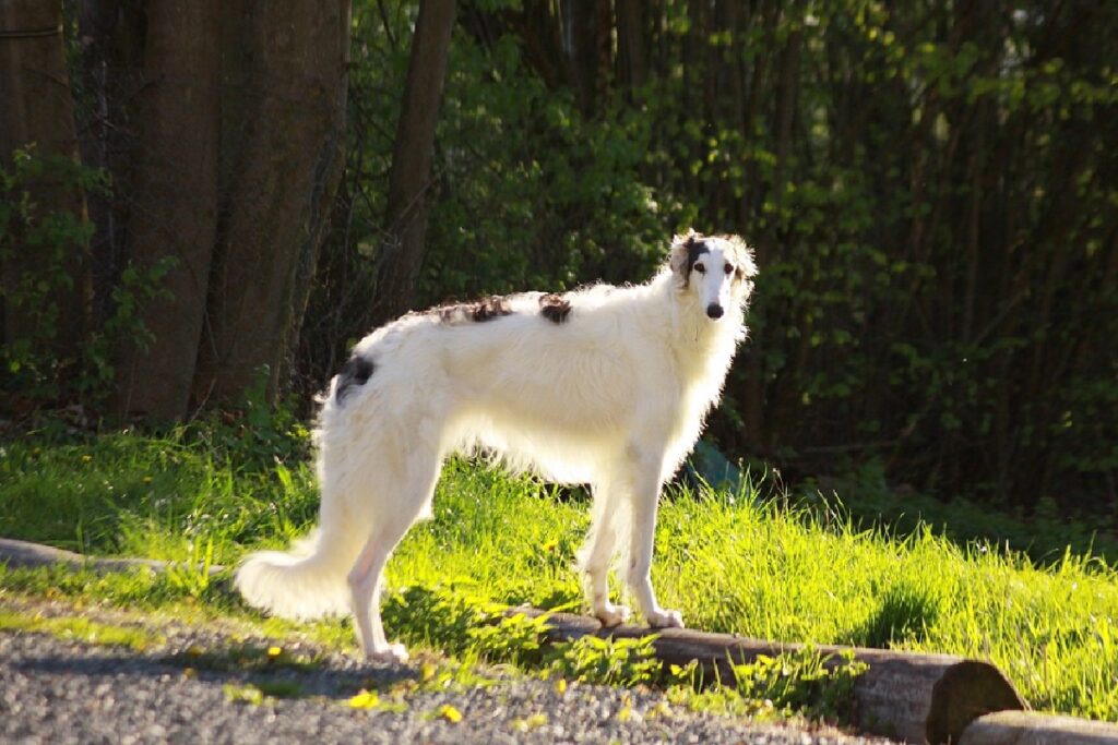 renseignement sur le chien afghan
