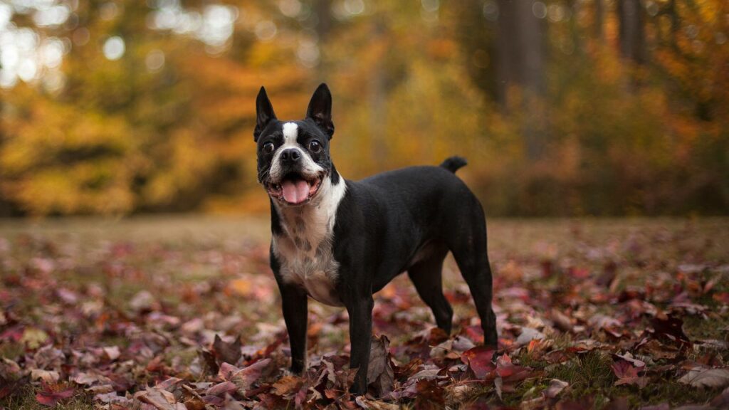 meilleures races de chiens pour vivre en ville