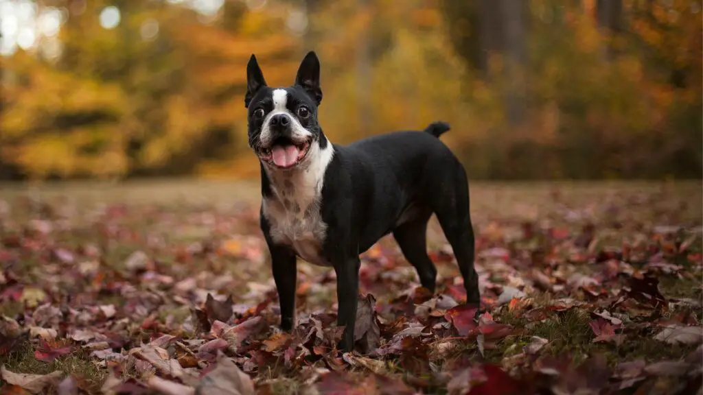 Des chiens qui ne muent pas