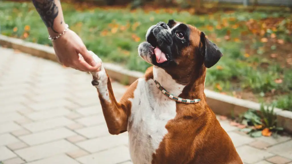 Races de chiens les plus affectueuses