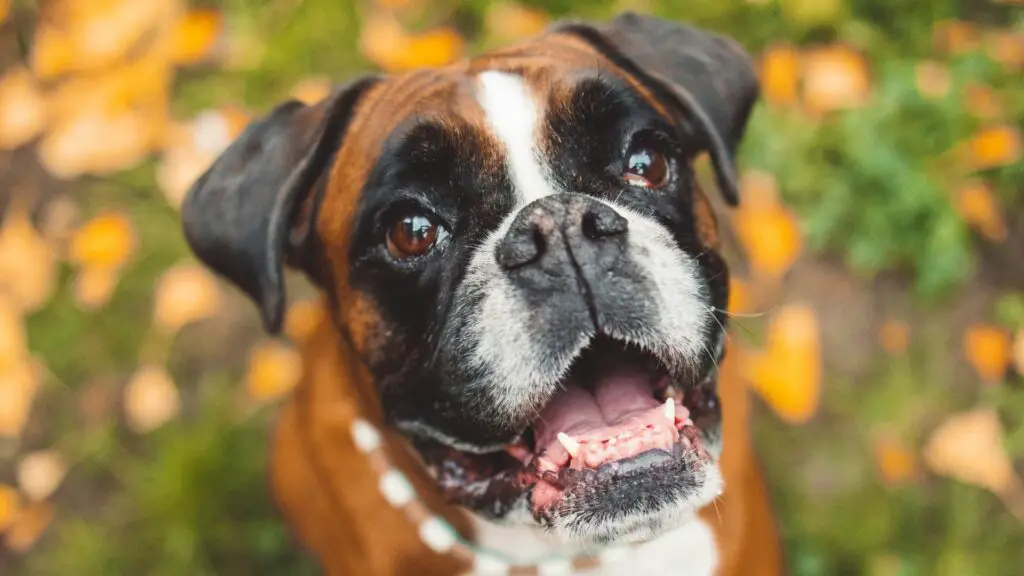 les chiens boxers ont-ils de mauvaises dents
