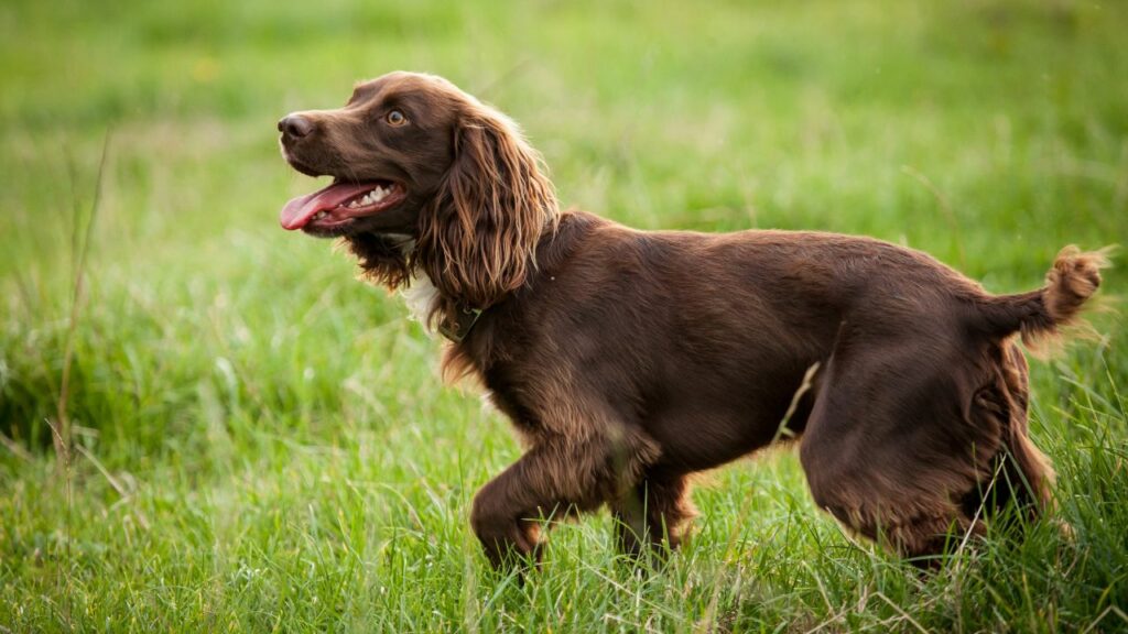 races de chiens retriever