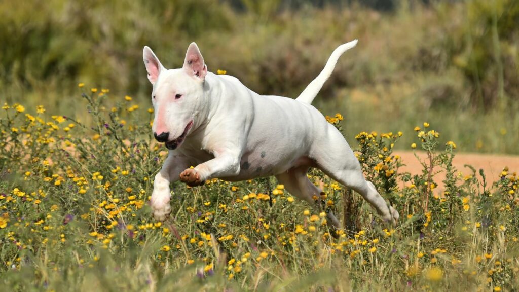 câliner les chiens
