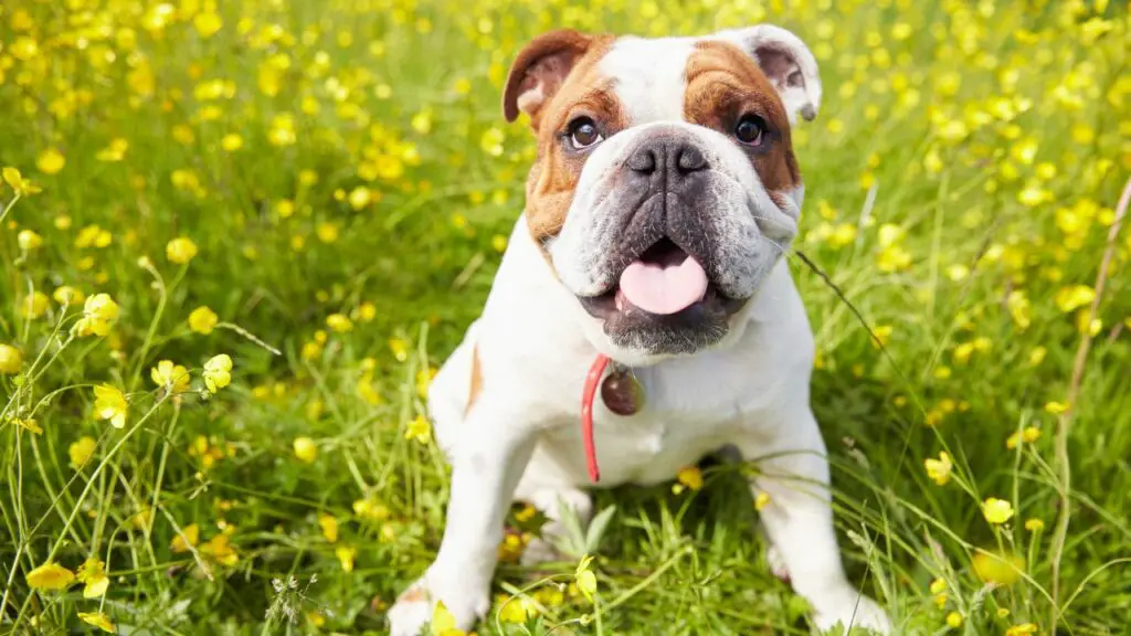 quelle est la race de chien la plus calme