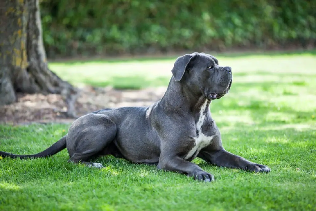 grandes races de chiens de garde
