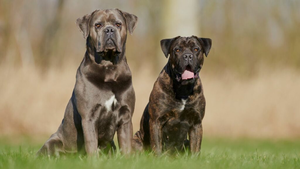 races de dogue noir
