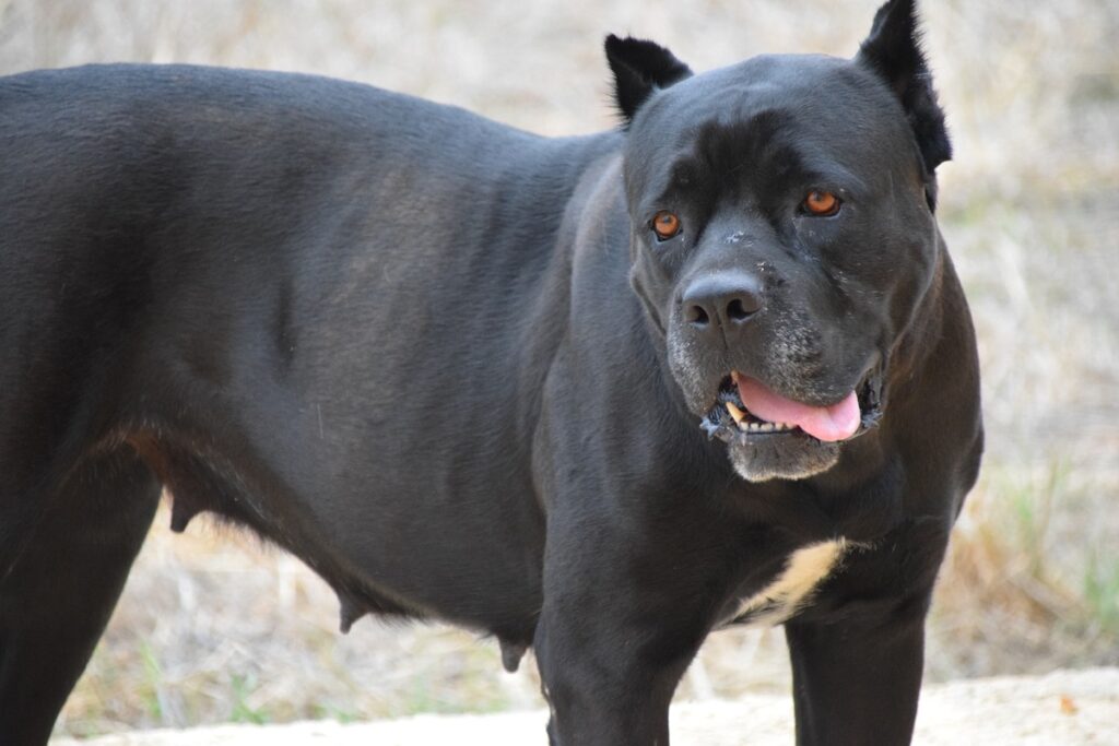 Force de morsure du Cane Corso