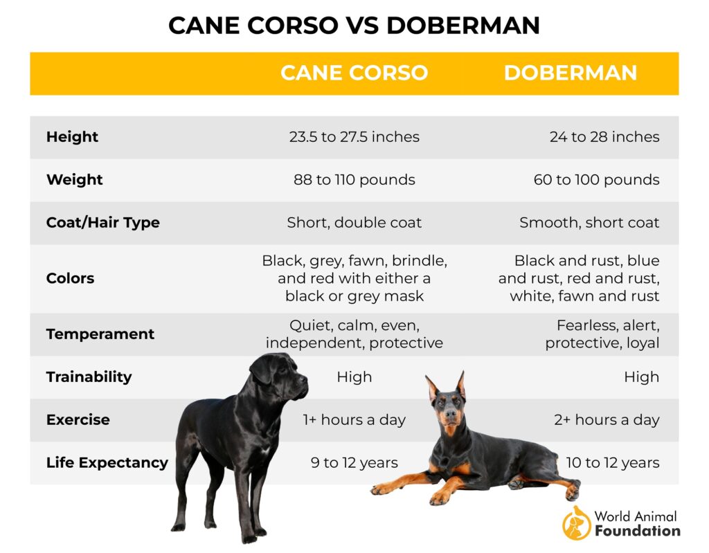 Cane Corso contre Doberman