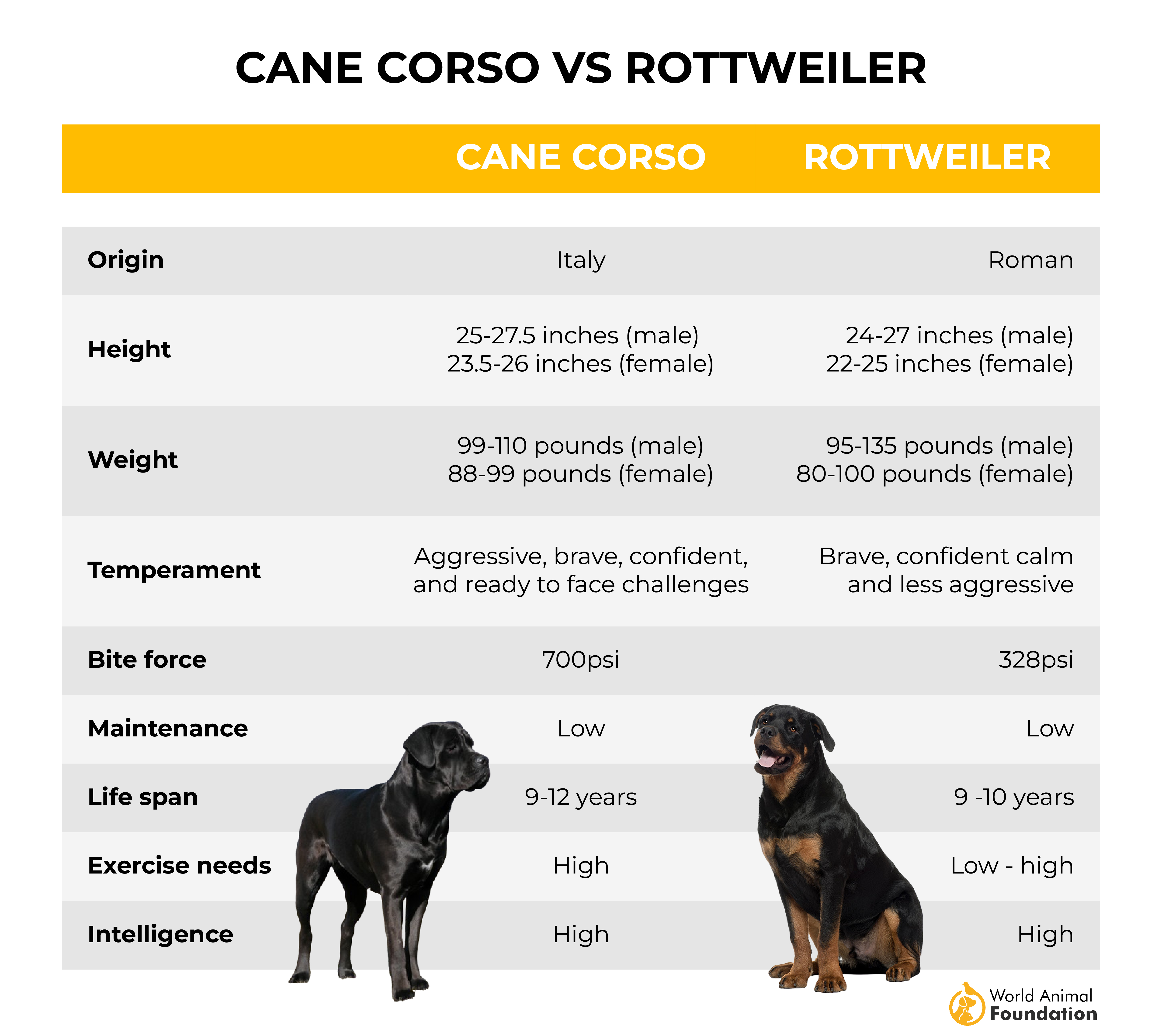 Cane Corso contre Rottweiler