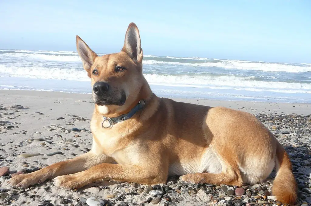 meilleures races de chiens de garde américains