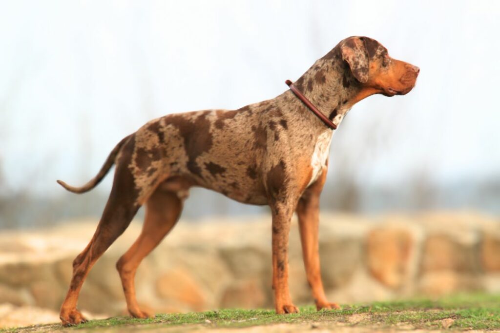 Quel est le meilleur chien de garde d'Amérique ?