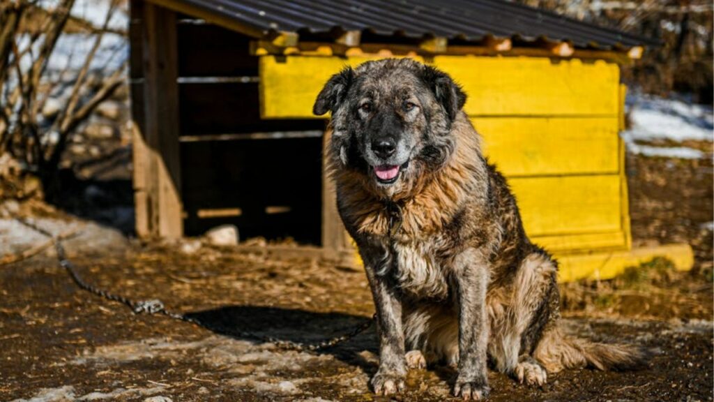 grands chiens de garde