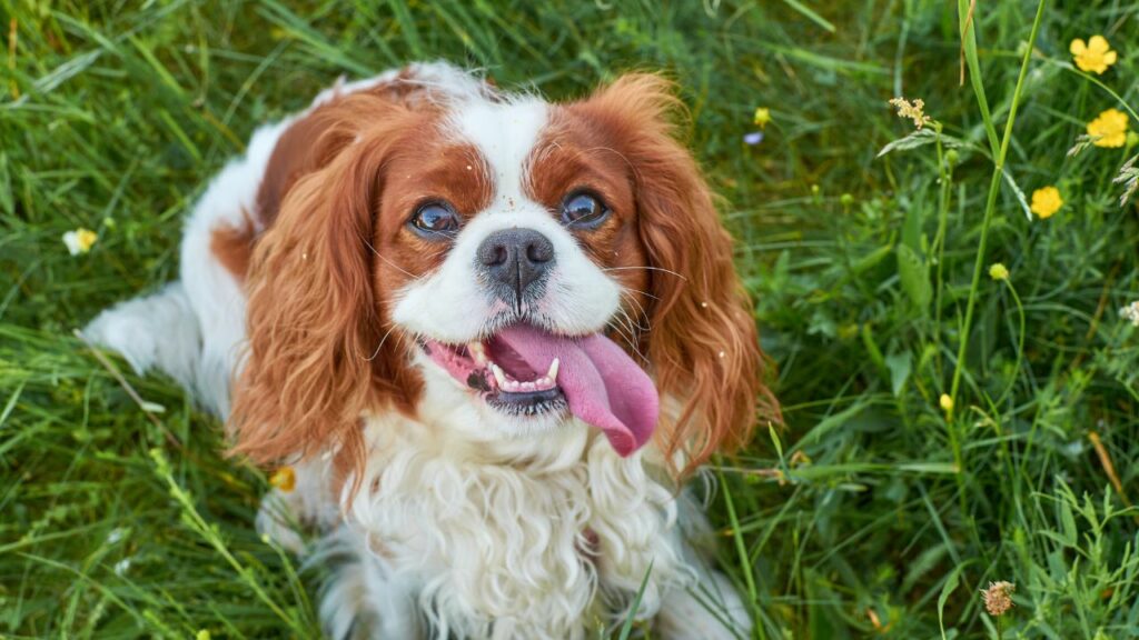 race de chien la plus douce
