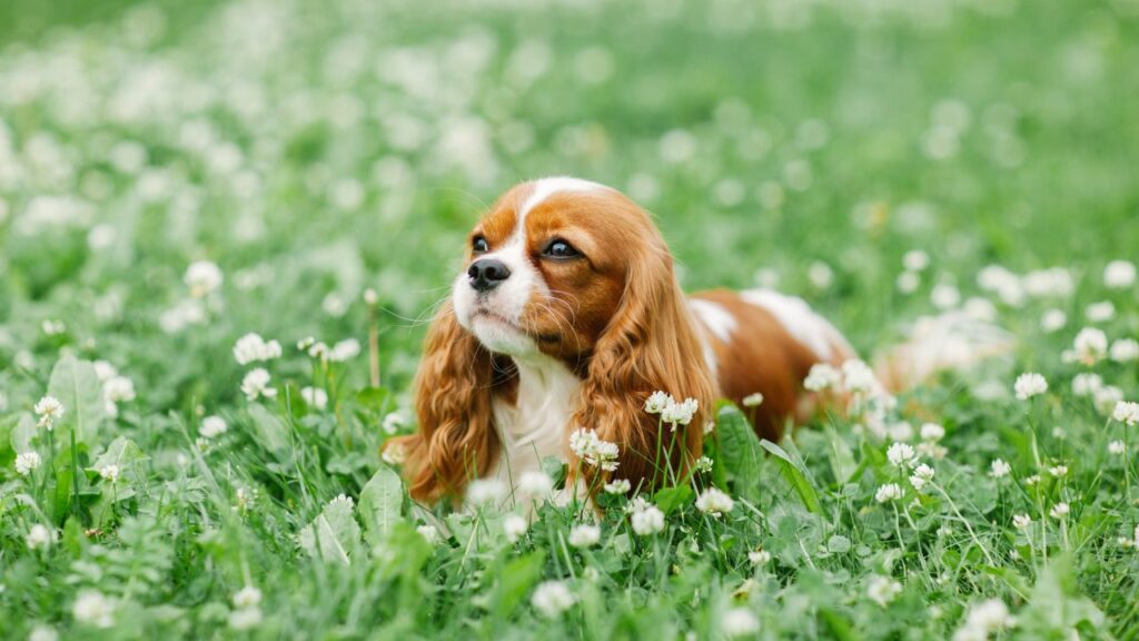 bons animaux de compagnie pour les citadins