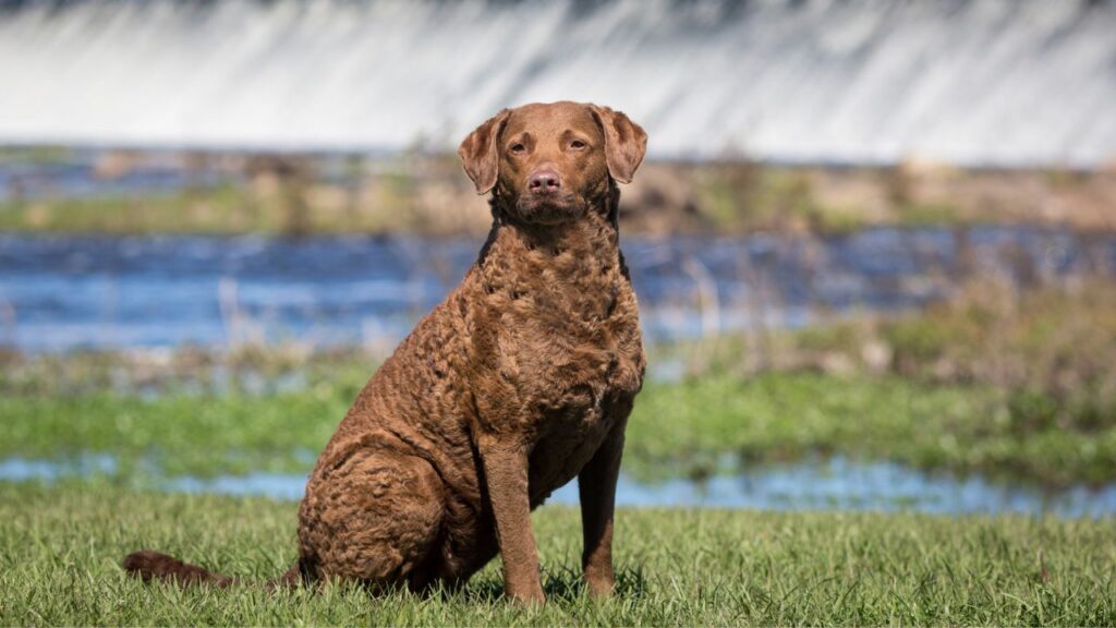 chien retriever