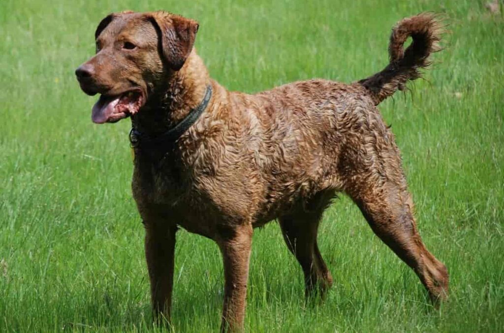 Races de chiens de garde américains