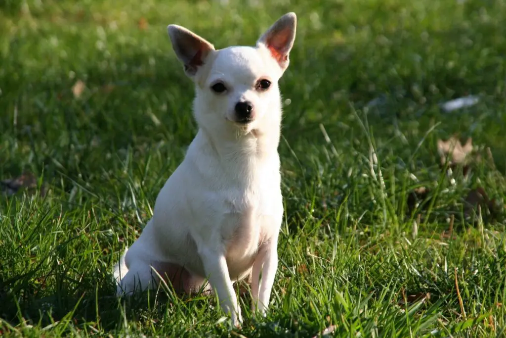 petites races de chiens de garde