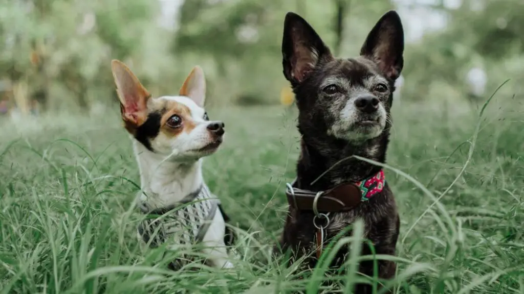 chiens qui se portent bien en chaleur
