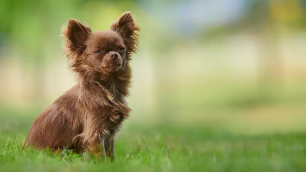 chiens avec le meilleur tempérament